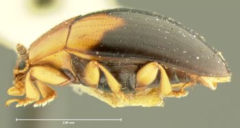 Media type: image;   Entomology 33679 Aspect: habitus lateral view